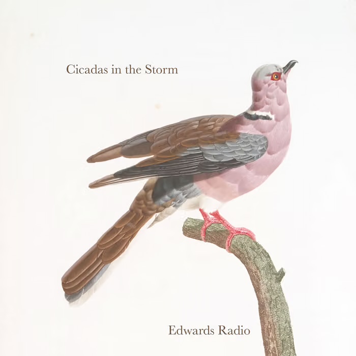 Cicadas in the Storm album cover